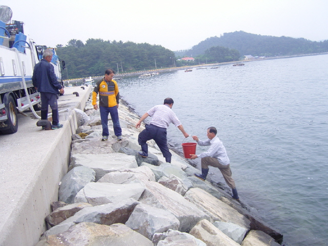 크기변환_고성군,_돌돔_종묘_9만_마리_방류