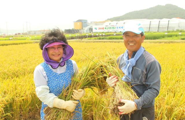 크기변환_고성군_2기작_벼,_경남에서_첫_수확(1)