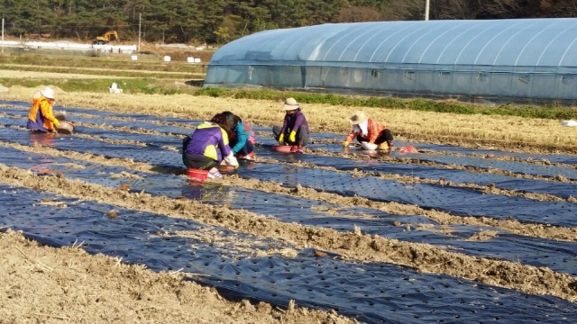 640고성군보건소 일손돕기2