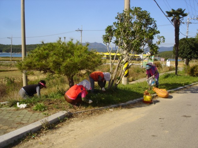 크기변환_고성_삼산면__도로변_금계국_꽃길조성.jpg