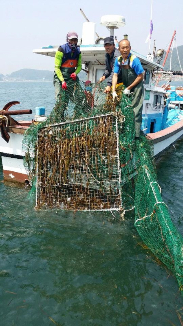 640자율관리공동체 어업인, 해파리 구제광경(2).jpg