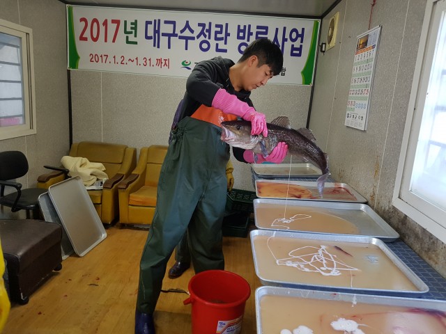 고성군, 겨울철 회귀성 고급어종 대구 인공수정란 방류 (1).jpg